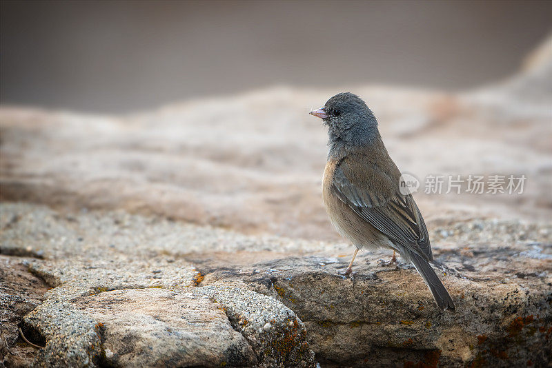 黑眼Junco (Junco hyemalis)